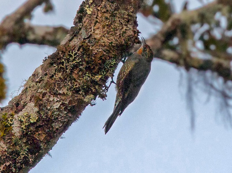 Papuan Treecreeper - Lars Petersson | My World of Bird Photography