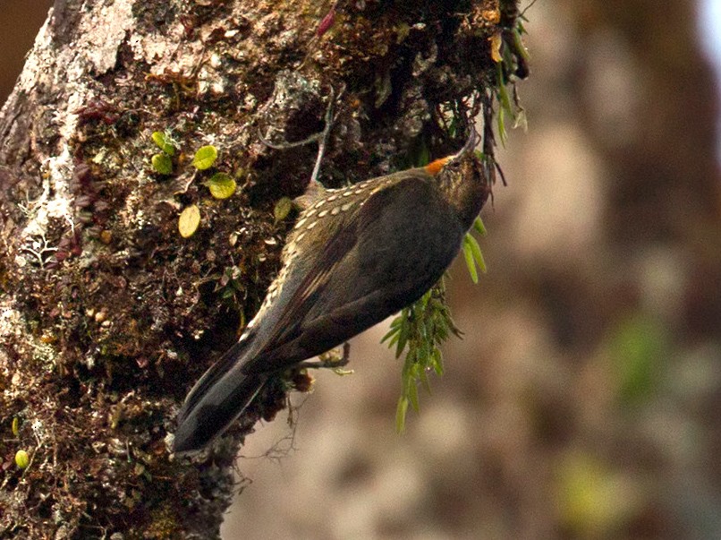 Papuan Treecreeper - Lars Petersson | My World of Bird Photography