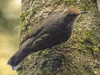  - Papuan Treecreeper