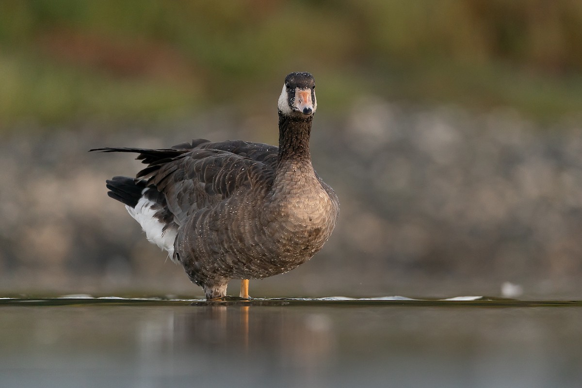 Domestic goose sp. x Canada Goose (hybrid) - ML264298591