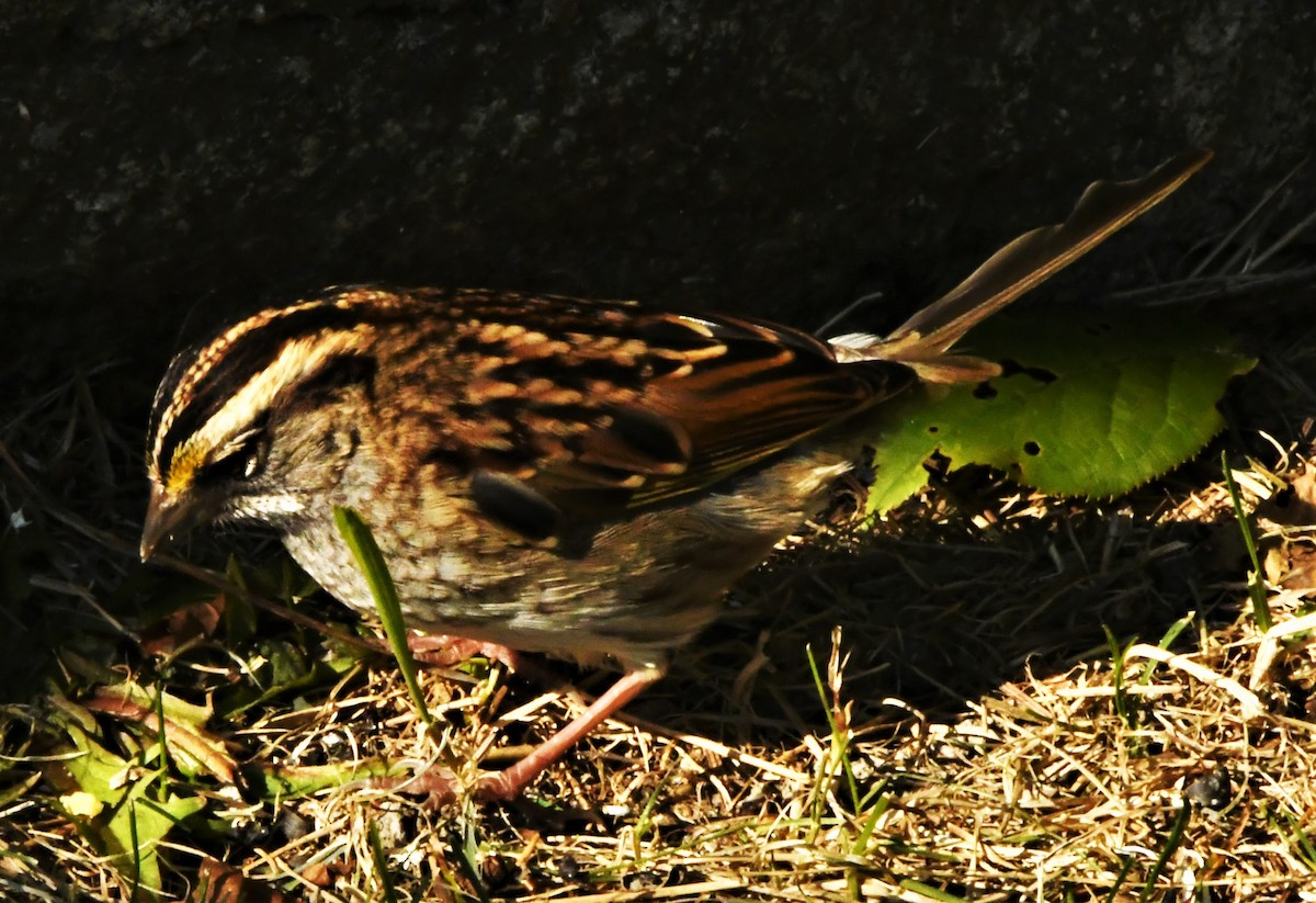 White-throated Sparrow - ML264301431