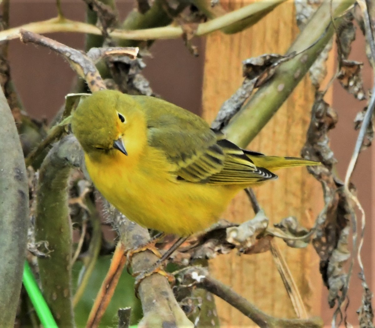 Yellow Warbler - Francois Dubois