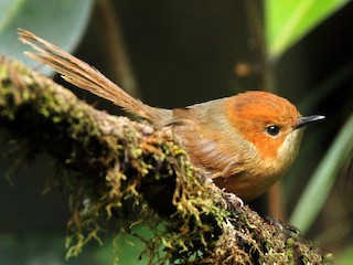  - Orange-crowned Fairywren