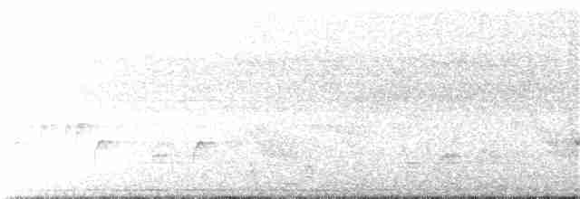 Thicket Tinamou - ML264307631