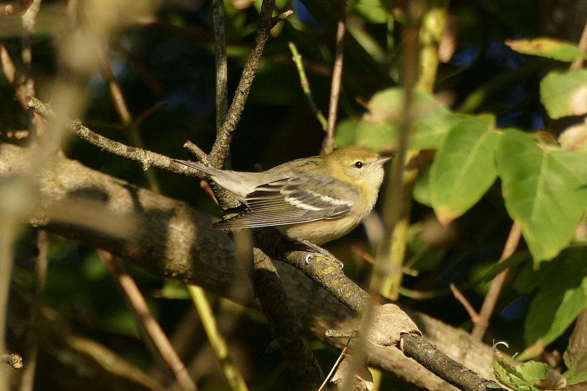 Bay-breasted Warbler - ML264308461