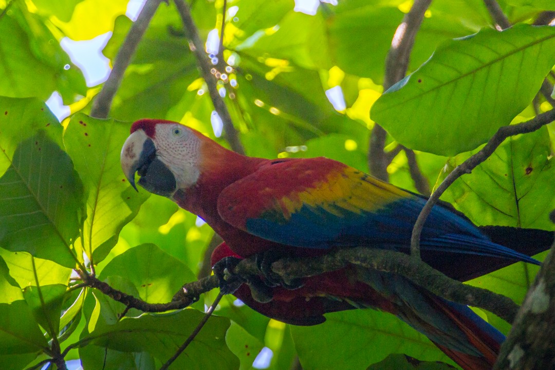 Scarlet Macaw - Simon Valle