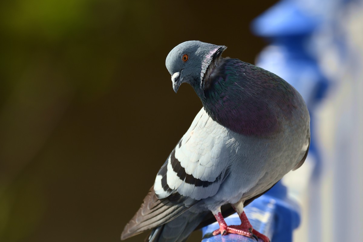 Rock Pigeon (Feral Pigeon) - Thomas Rickfelder