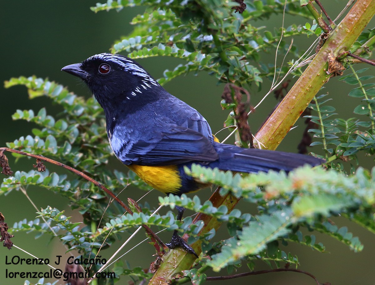 Buff-breasted Mountain Tanager - ML264319071