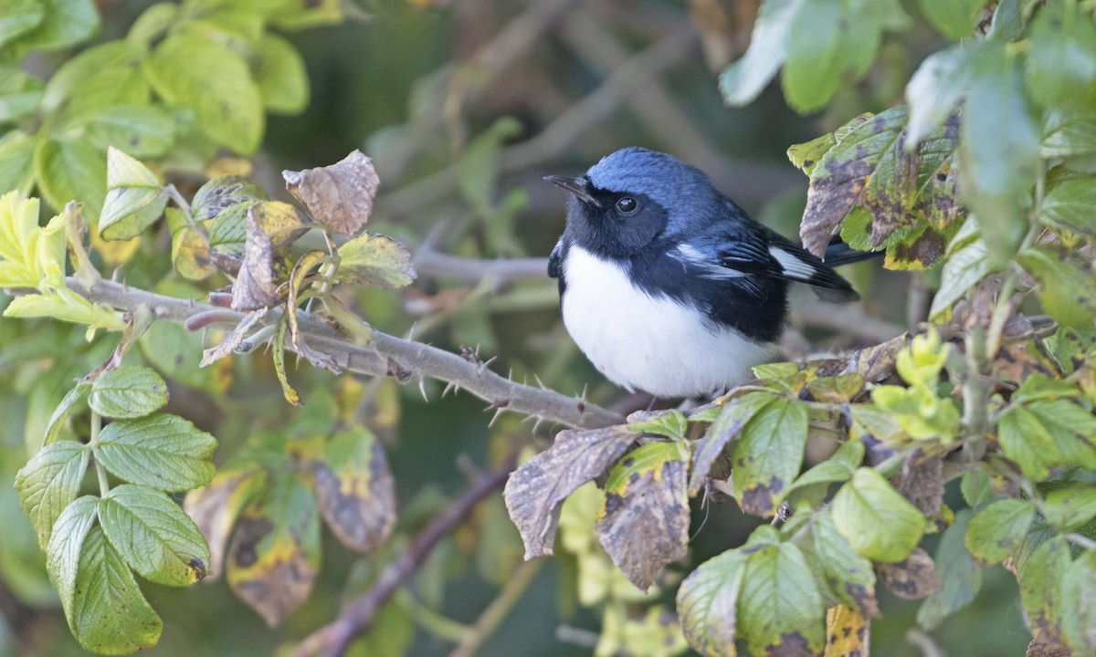 Black-throated Blue Warbler - Heather Wolf