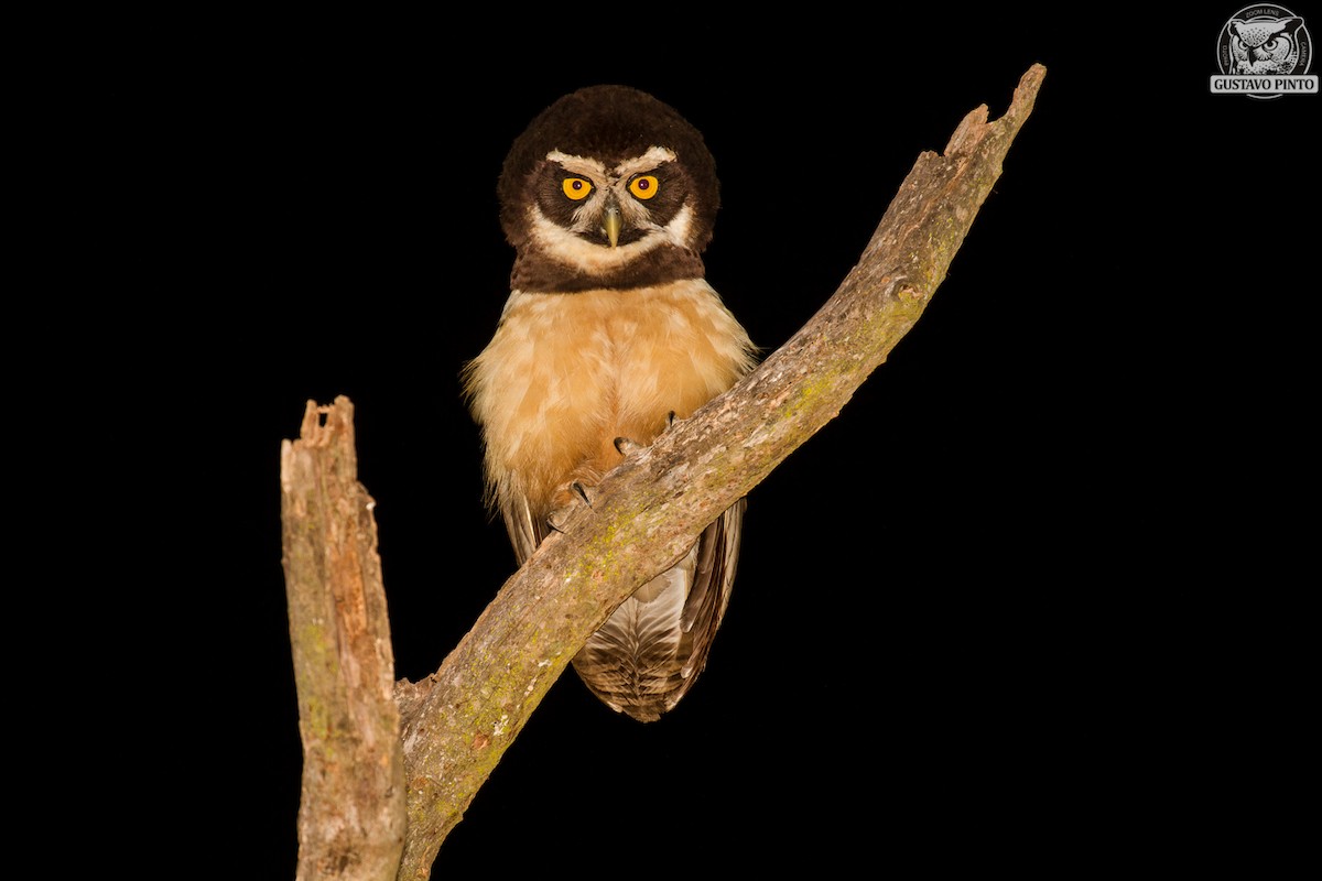 Spectacled Owl - ML264320631
