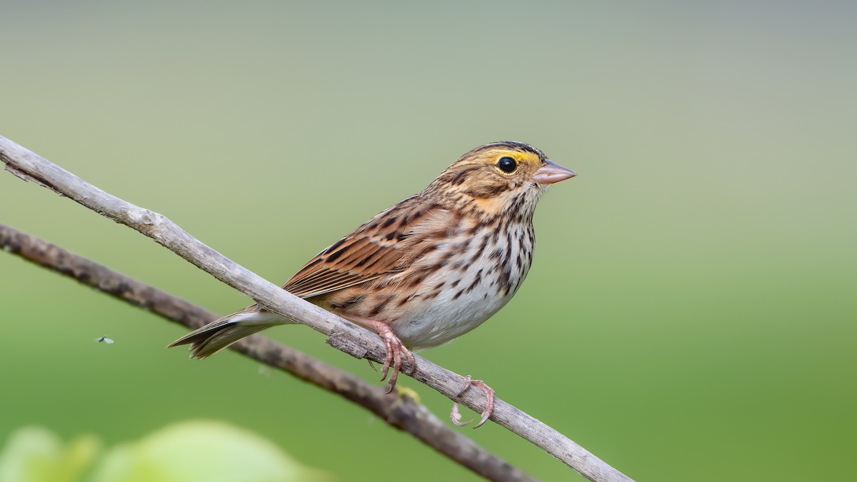 Savannah Sparrow - ML264323491