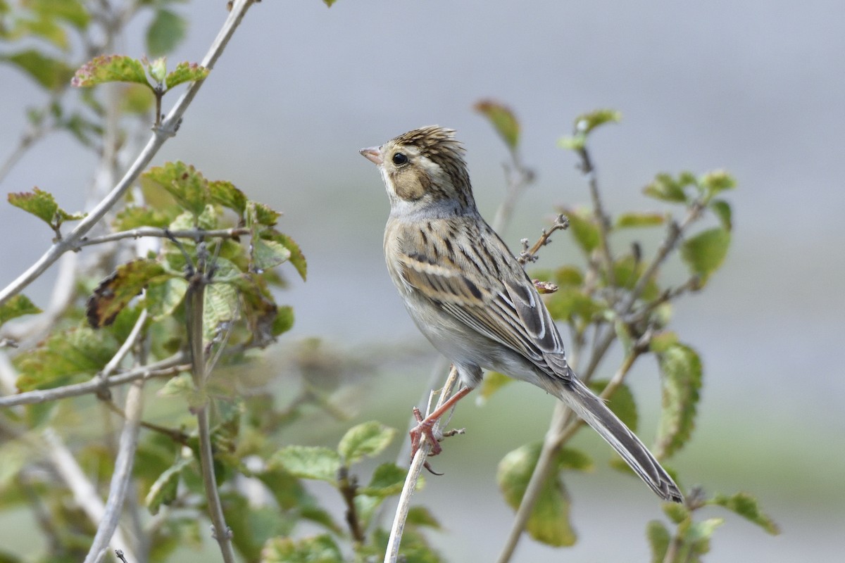 Clay-colored Sparrow - ML264323551