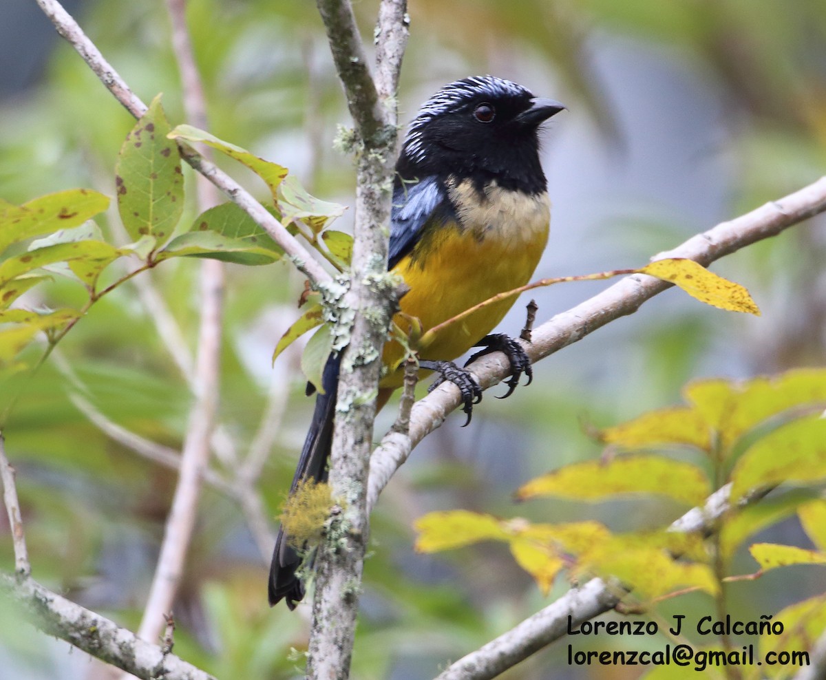 Buff-breasted Mountain Tanager - ML264323591