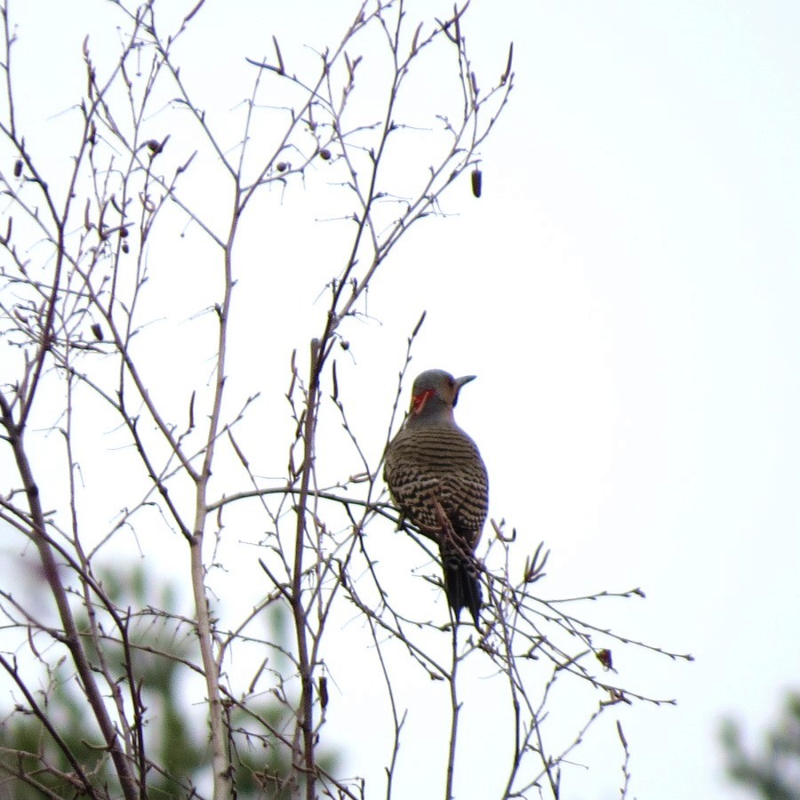 Northern Flicker (Yellow-shafted) - Jerry Smith