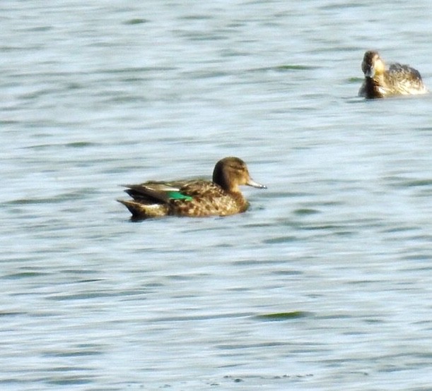 Green-winged Teal - ML264326131