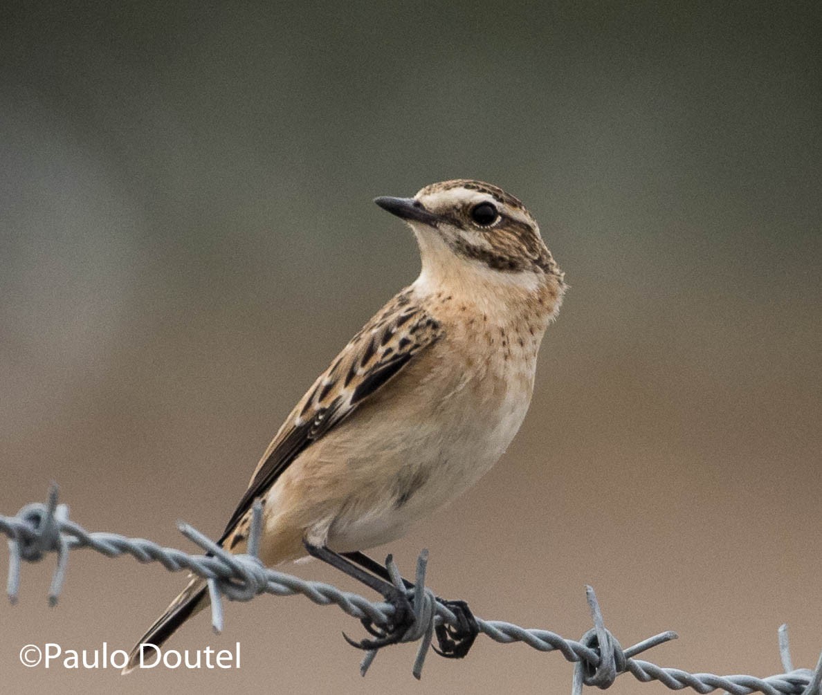 Whinchat - ML264328591