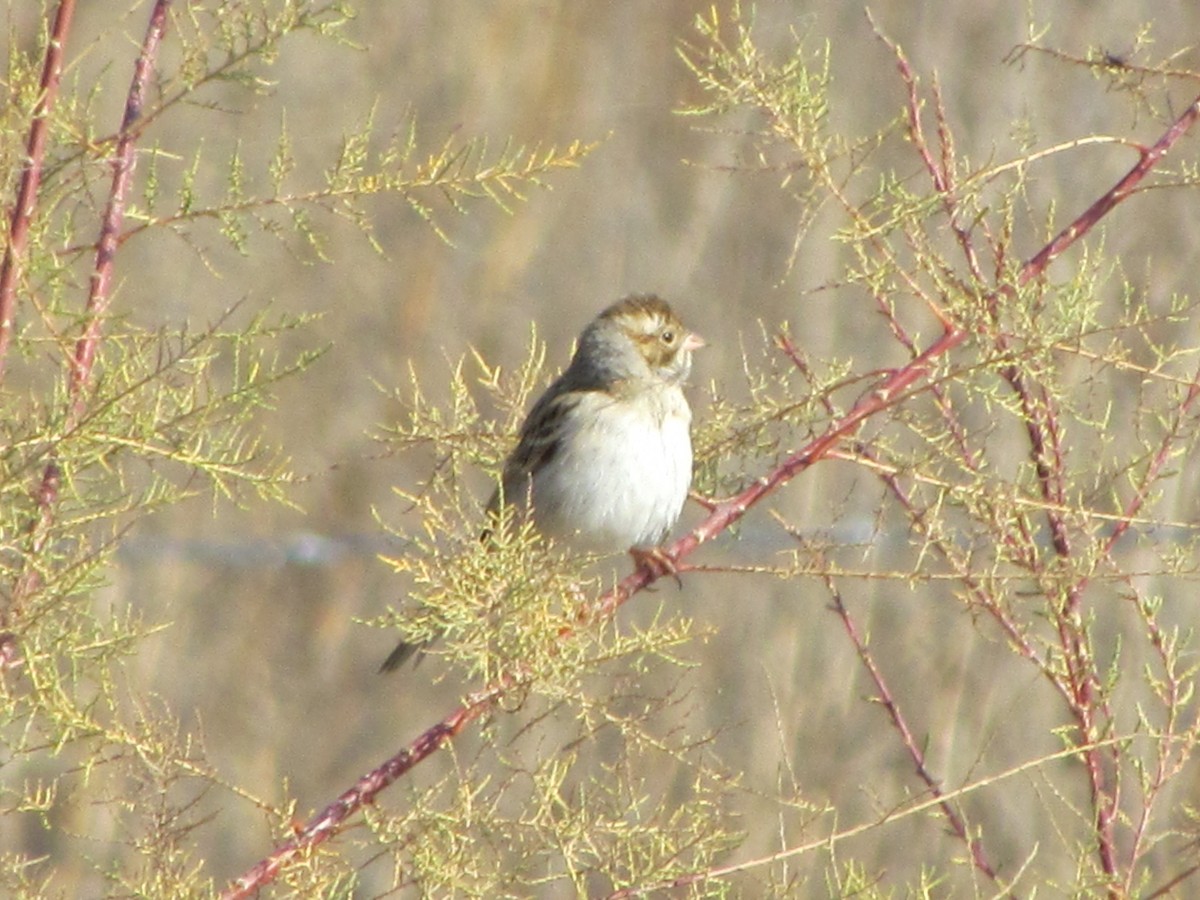 eBird Checklist - 3 Dec 2011 - Atwell Island Kings County Portion - 32