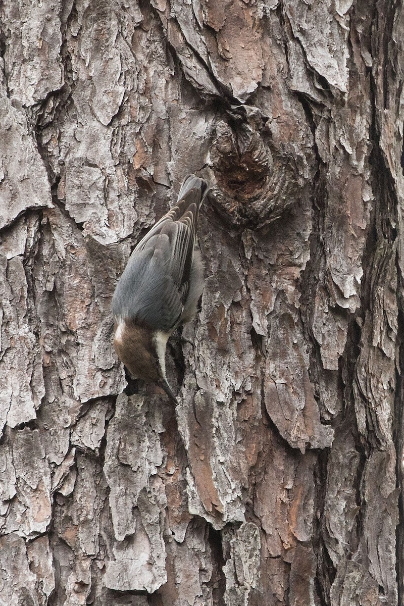 Brown-headed Nuthatch - ML264331121