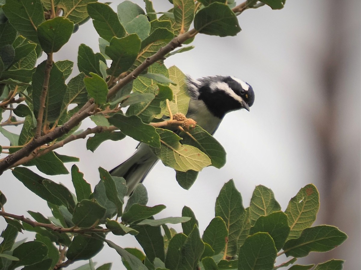 Black-throated Gray Warbler - ML264332711