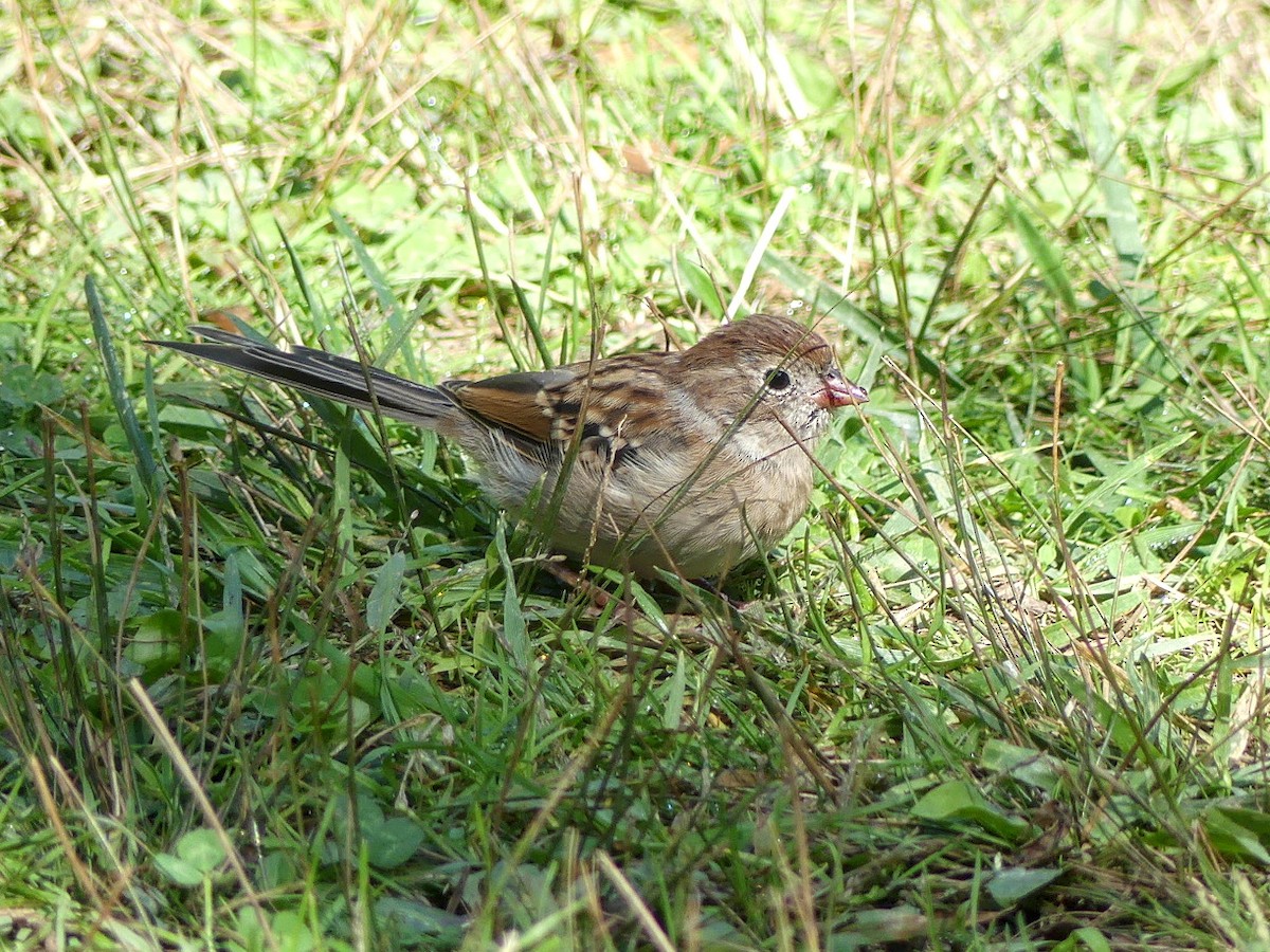 Field Sparrow - ML264337431