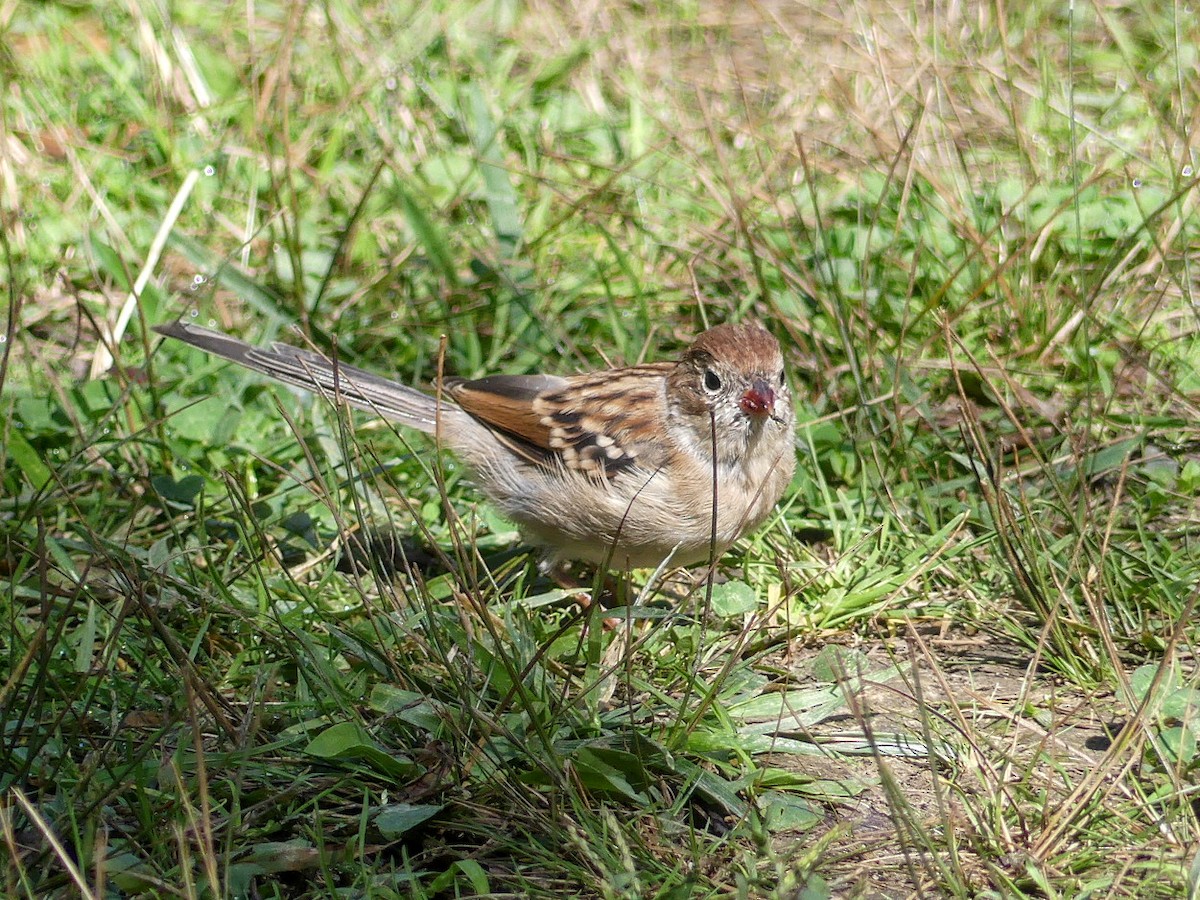 Field Sparrow - ML264337491