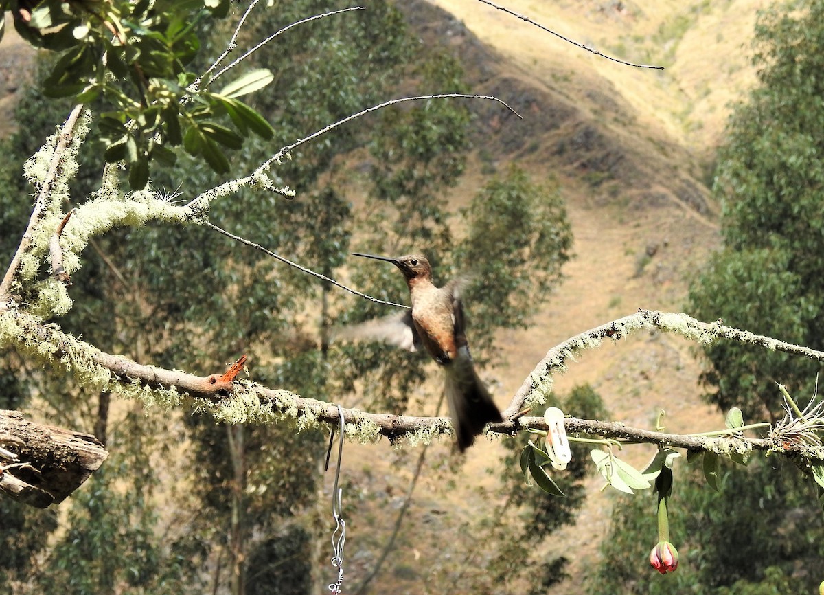 Giant Hummingbird - ML264340511