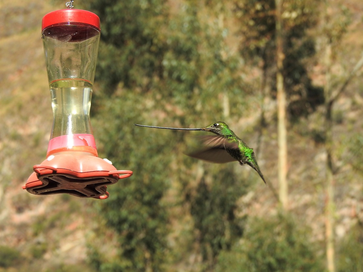 Sword-billed Hummingbird - ML264341271
