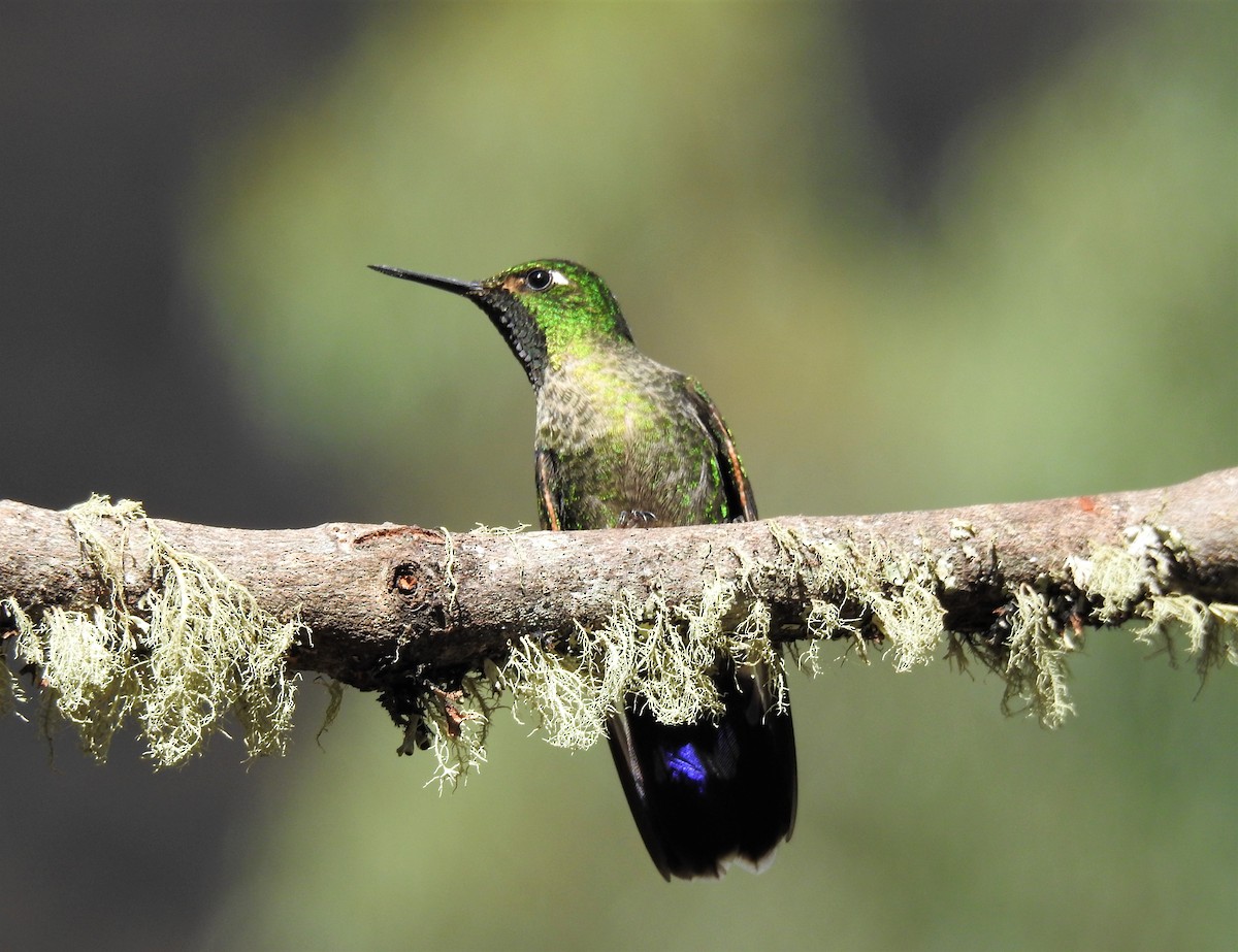 kolibřík dřišťálový - ML264343541