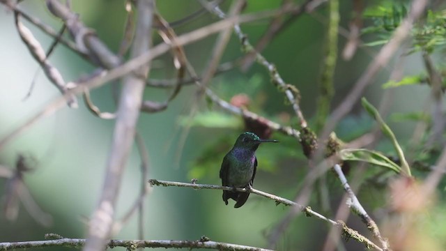 Blue-chested Hummingbird - ML264343821