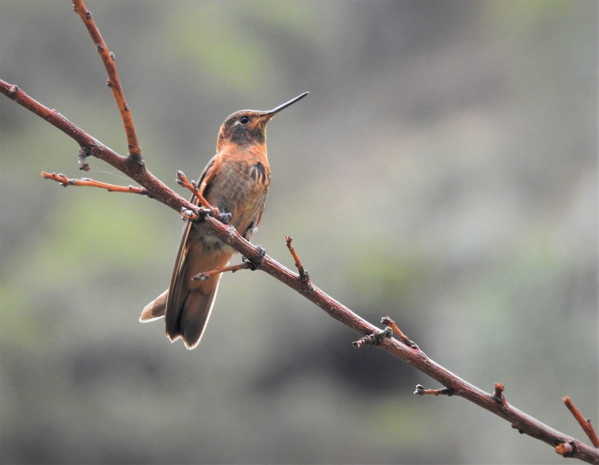 kolibřík duhovohřbetý - ML264343831