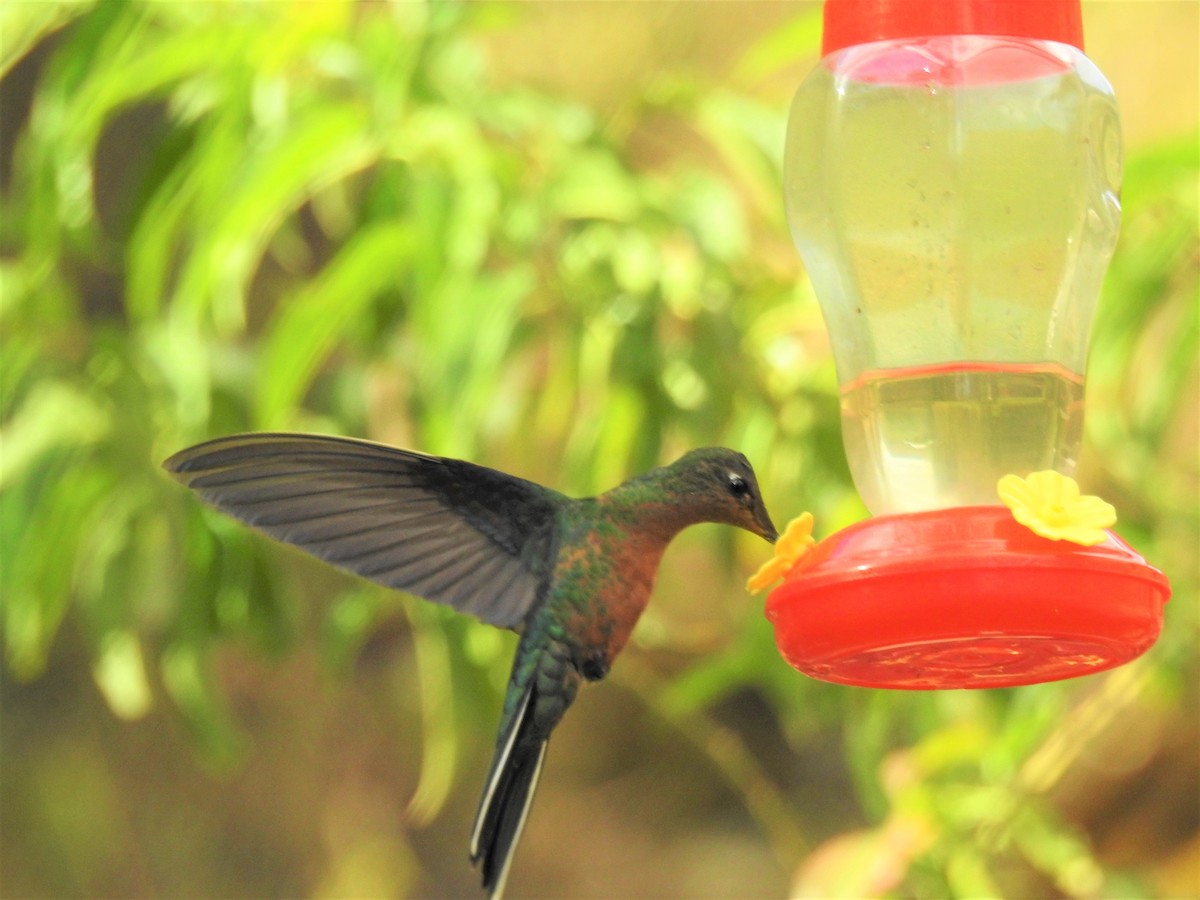 kolibřík modrokřídlý - ML264344361
