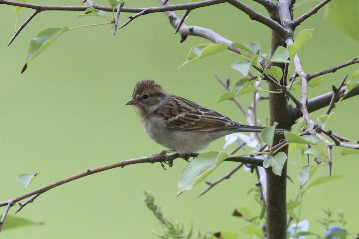 Chipping Sparrow - ML264346501