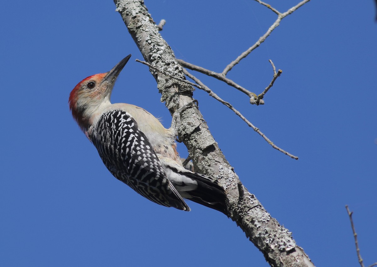 Red-bellied Woodpecker - Shawn Billerman