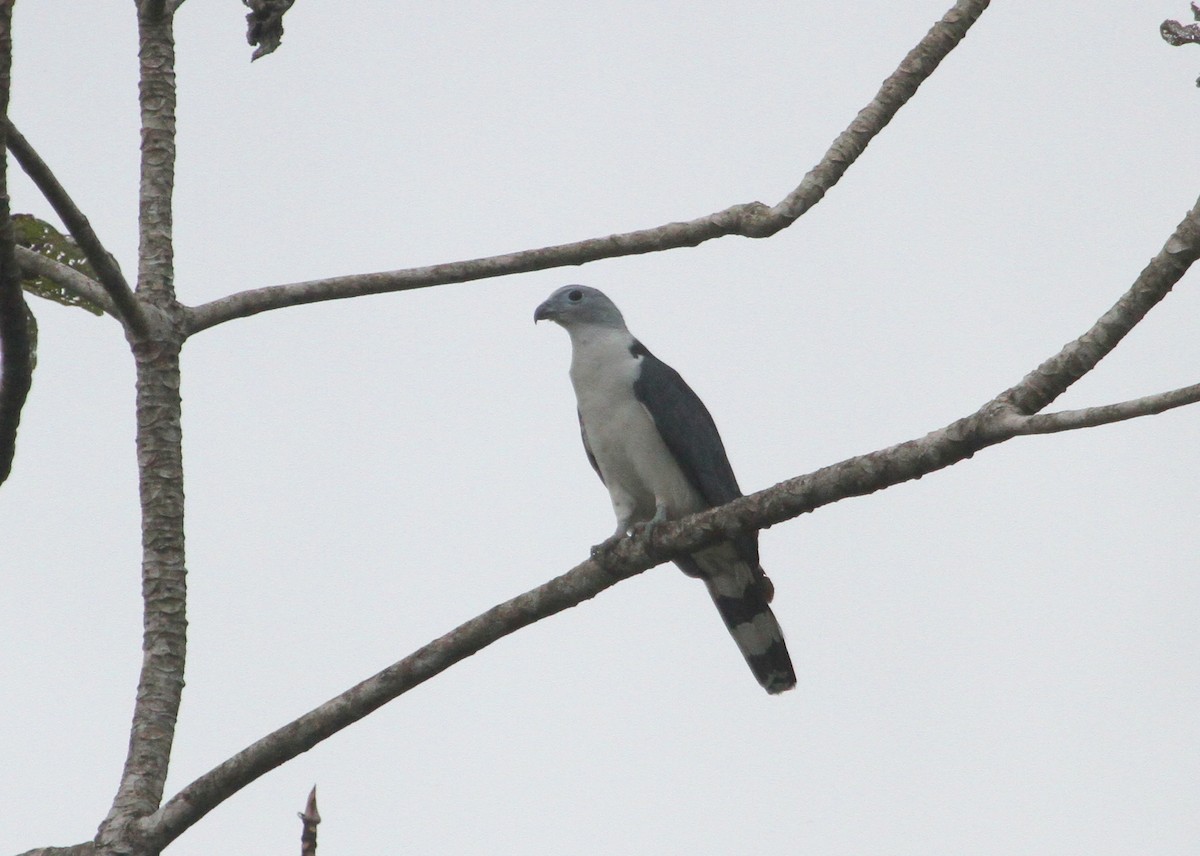 Gray-headed Kite - Mark Faherty