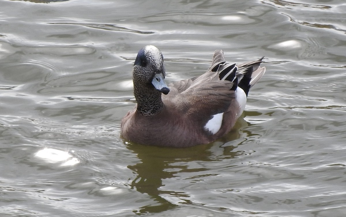 American Wigeon - Claude Rioux