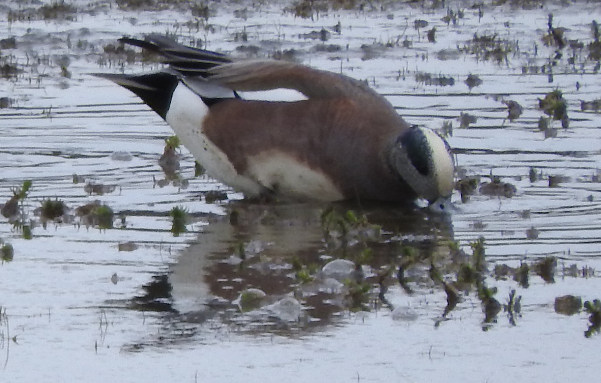 American Wigeon - Claude Rioux