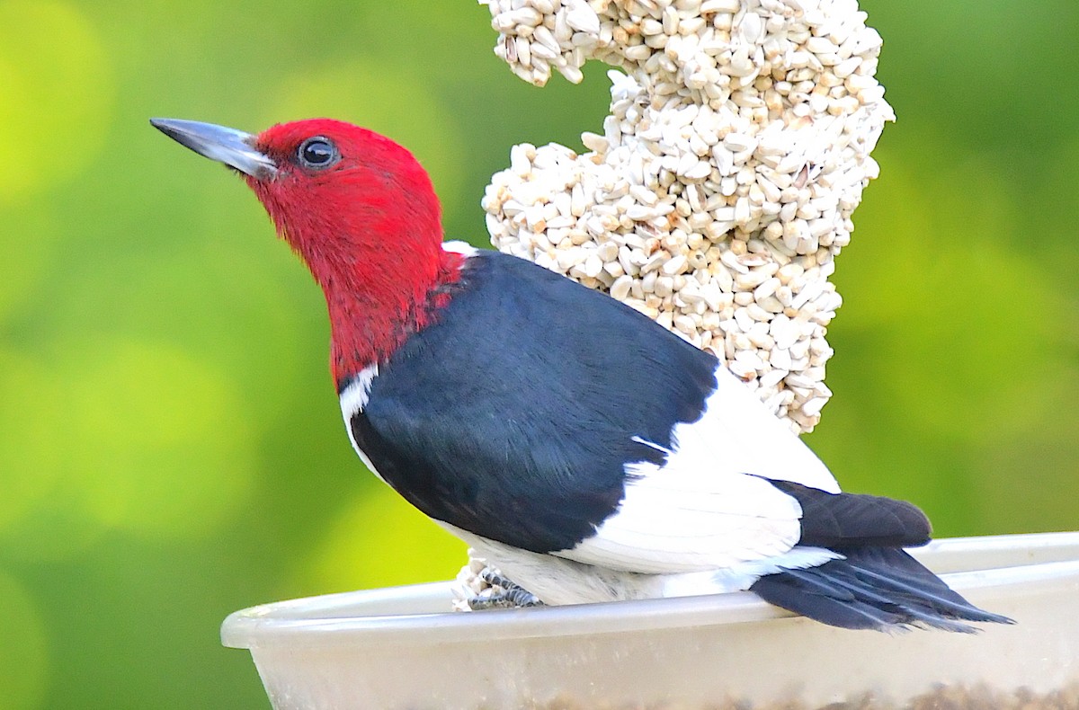 Red-headed Woodpecker - ML264363781