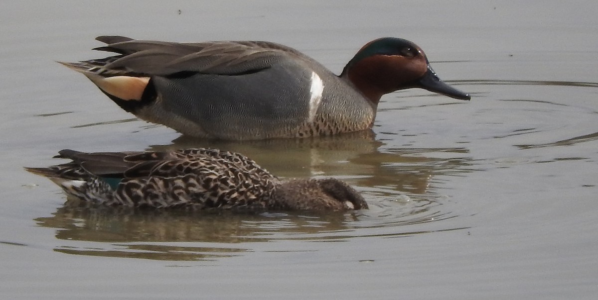 Green-winged Teal - ML26436561