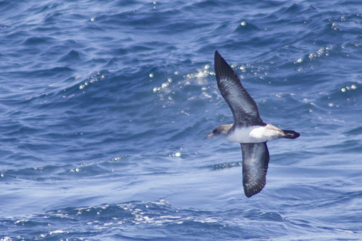 Pink-footed Shearwater - ML264367521