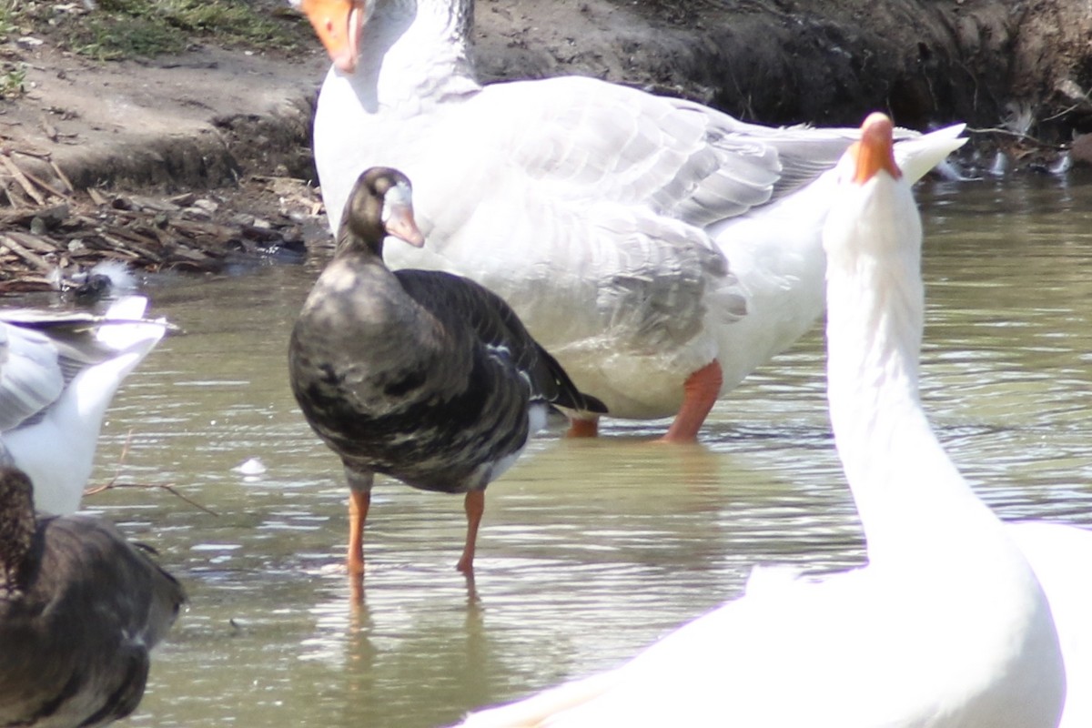 Greater White-fronted Goose - ML264370291