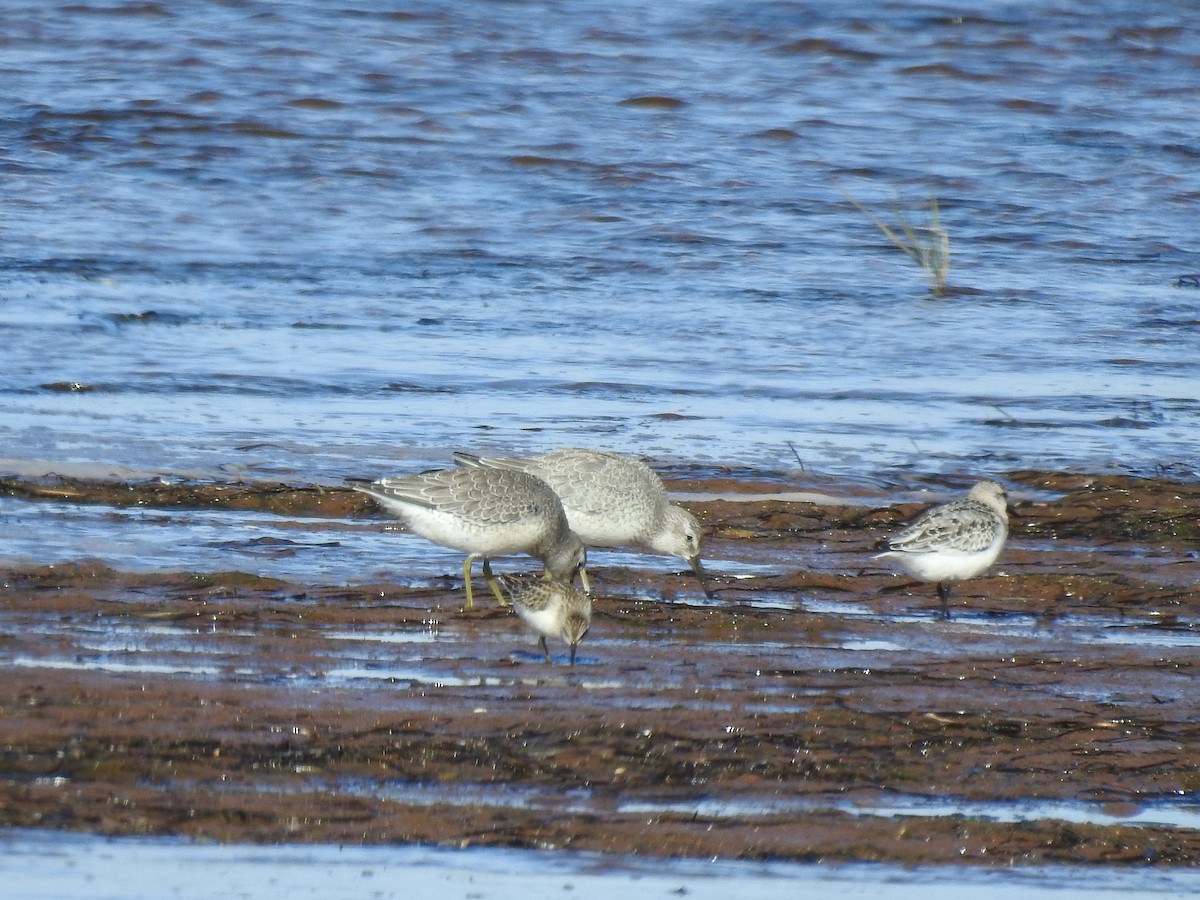 Red Knot - ML264370981