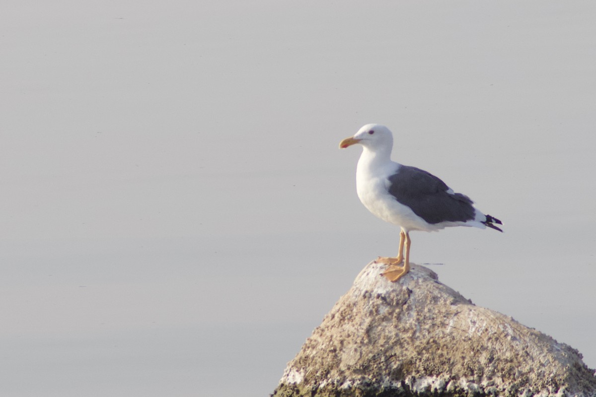 Yellow-footed Gull - ML264371651