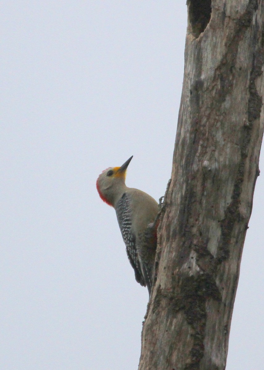 Yucatan Woodpecker - Mark Faherty