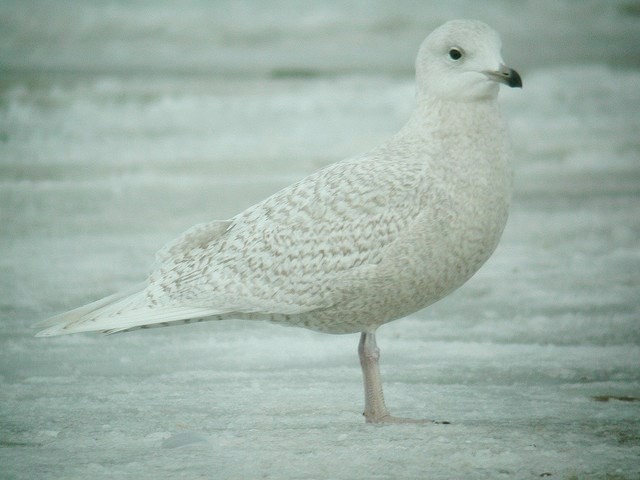 Iceland Gull (kumlieni/glaucoides) - ML26437591