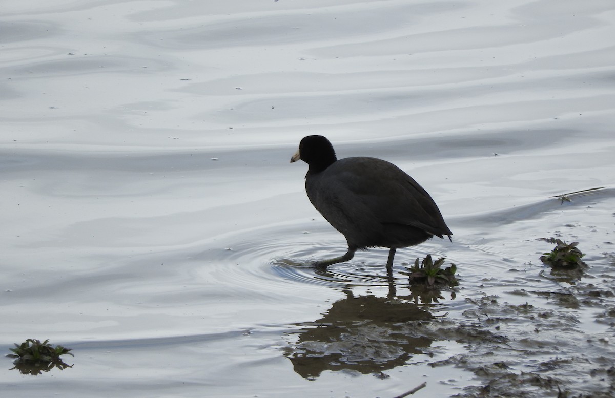 American Coot (Red-shielded) - ML26437651