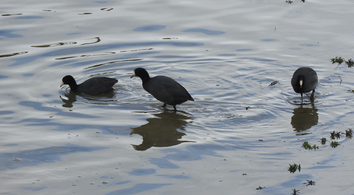 American Coot (Red-shielded) - ML26437661