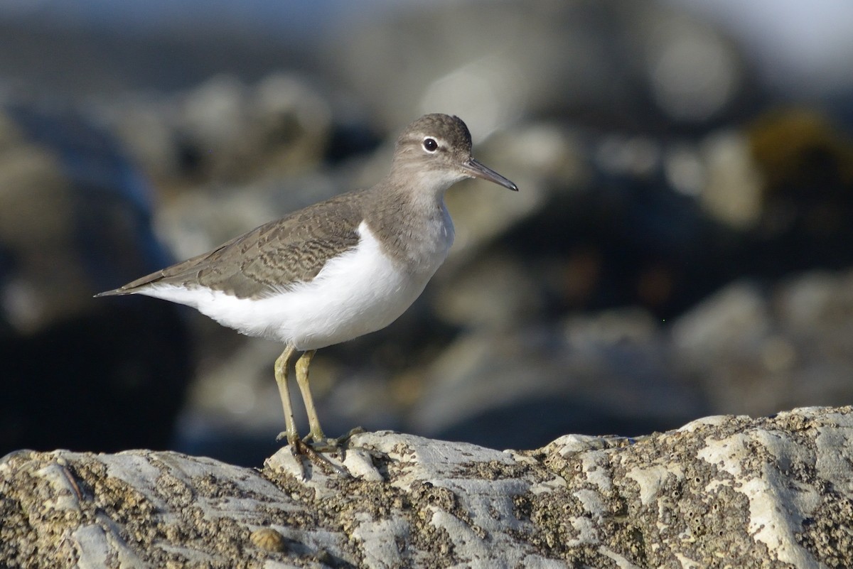 Spotted Sandpiper - James Chapman
