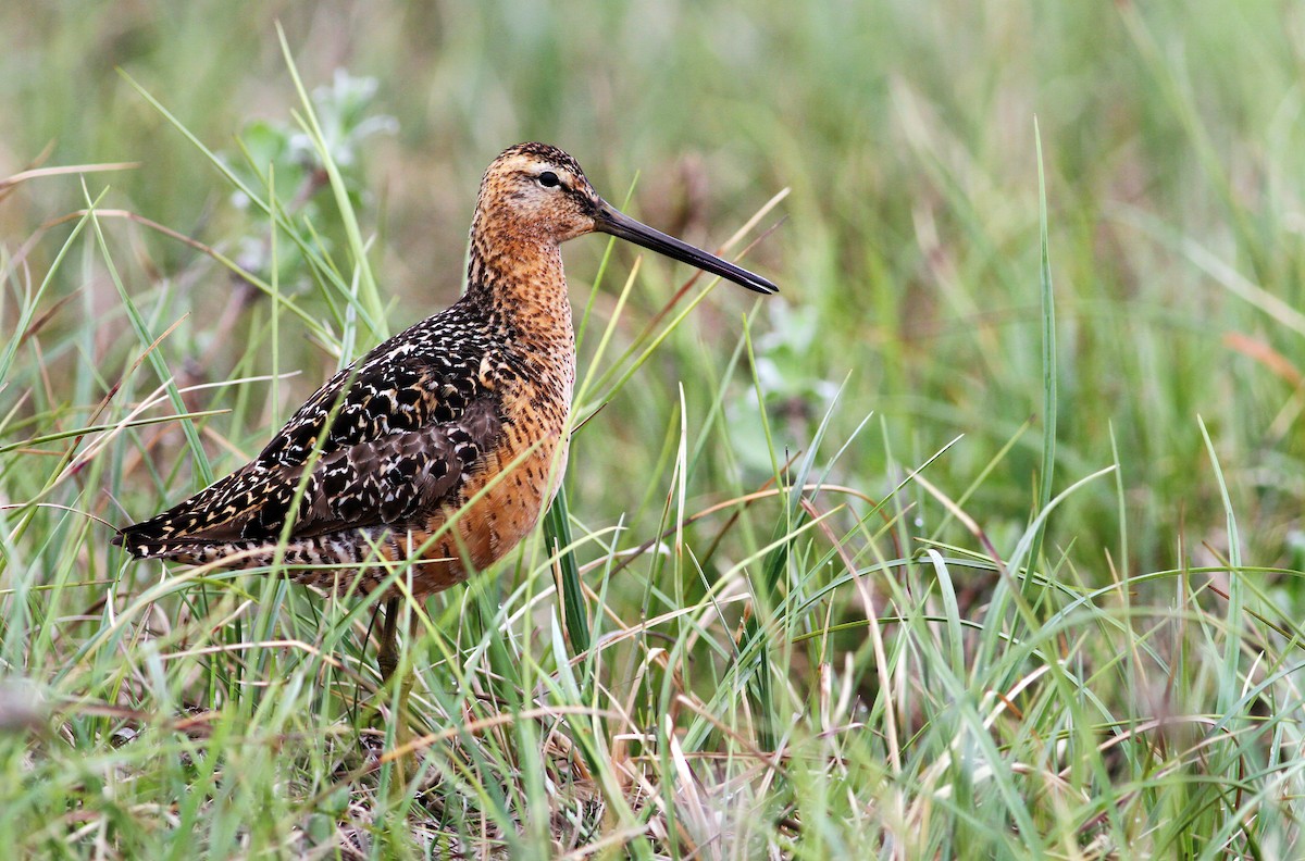 Long-billed Dowitcher - ML264382481