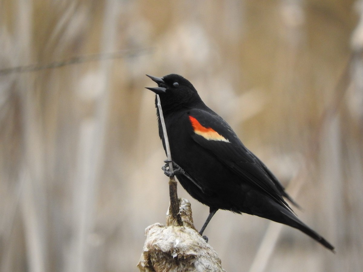Red-winged Blackbird - ML26438251
