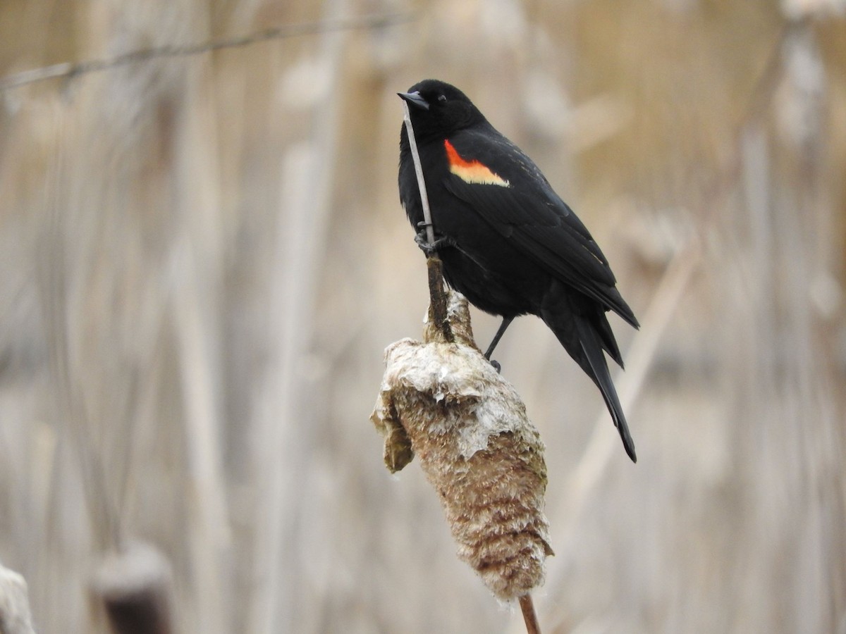 Red-winged Blackbird - Claude Rioux